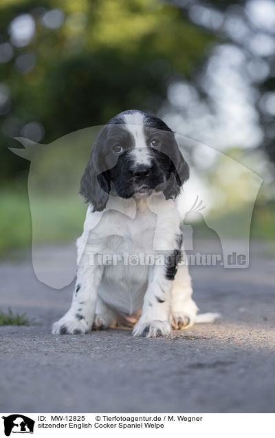 sitzender English Cocker Spaniel Welpe / MW-12825
