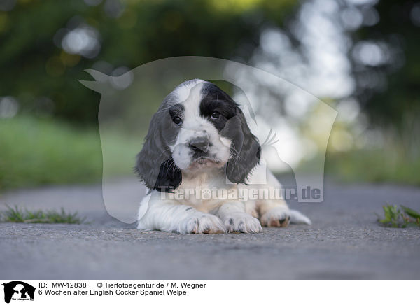 6 Wochen alter English Cocker Spaniel Welpe / MW-12838