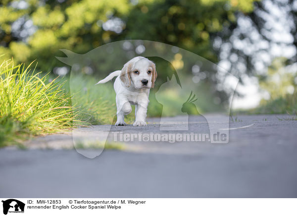rennender English Cocker Spaniel Welpe / MW-12853