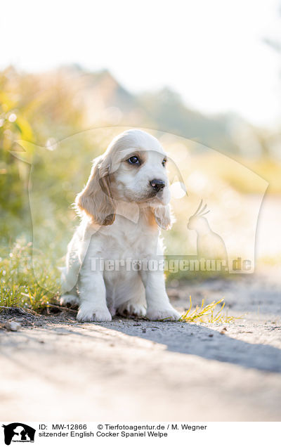 sitzender English Cocker Spaniel Welpe / MW-12866
