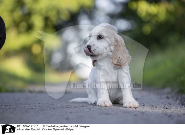 sitzender English Cocker Spaniel Welpe / MW-12867