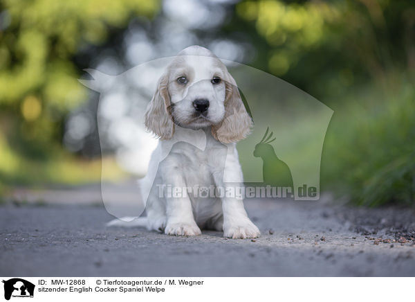sitzender English Cocker Spaniel Welpe / sitting English Cocker Spaniel puppy / MW-12868