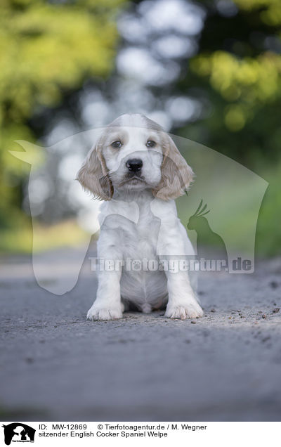 sitzender English Cocker Spaniel Welpe / sitting English Cocker Spaniel puppy / MW-12869
