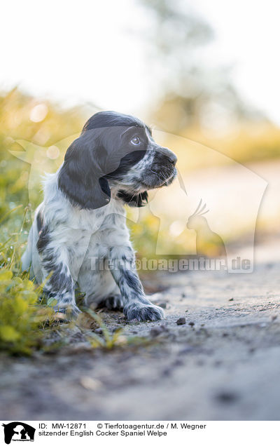 sitzender English Cocker Spaniel Welpe / MW-12871
