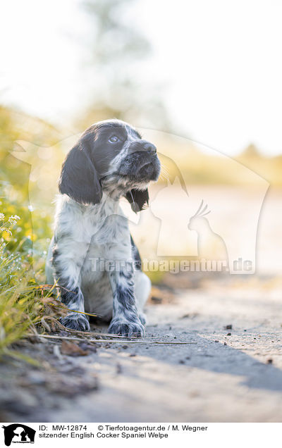 sitzender English Cocker Spaniel Welpe / sitting English Cocker Spaniel puppy / MW-12874