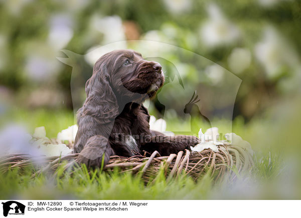 English Cocker Spaniel Welpe im Krbchen / MW-12890