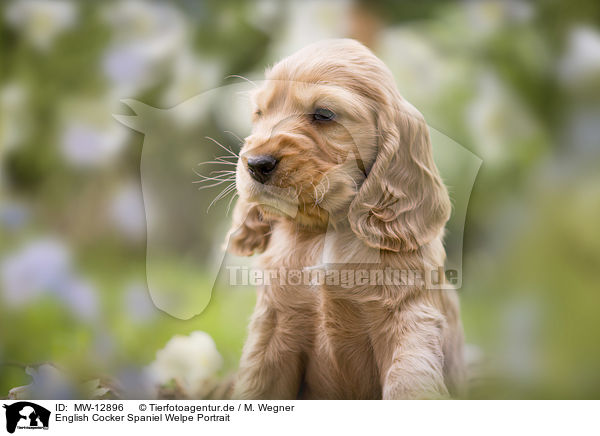 English Cocker Spaniel Welpe Portrait / English Cocker Spaniel puppy portrait / MW-12896