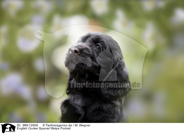 English Cocker Spaniel Welpe Portrait / English Cocker Spaniel puppy portrait / MW-12908
