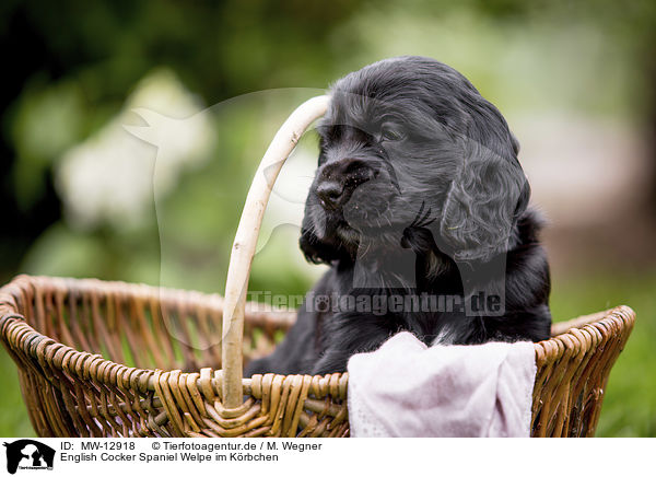 English Cocker Spaniel Welpe im Krbchen / English Cocker Spaniel puppy in a basket / MW-12918