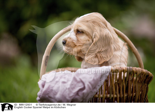 English Cocker Spaniel Welpe im Krbchen / English Cocker Spaniel puppy in a basket / MW-12931