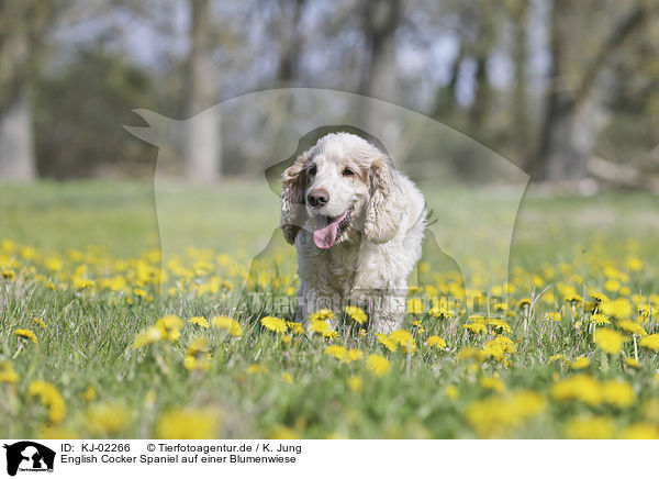 English Cocker Spaniel auf einer Blumenwiese / KJ-02266