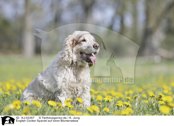 English Cocker Spaniel auf einer Blumenwiese / English Cocker Spaniel on a flower meadow / KJ-02267