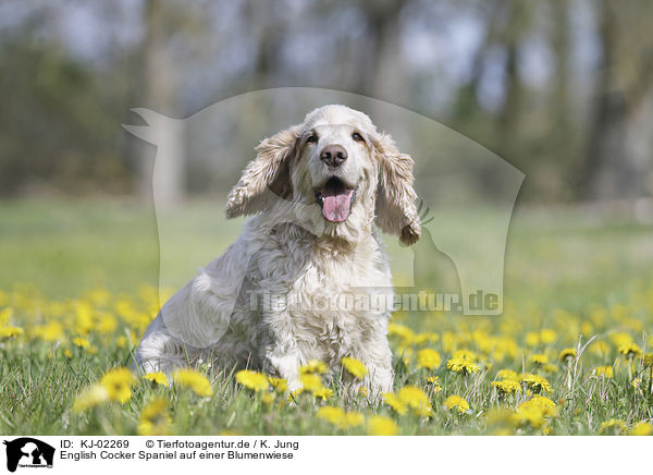 English Cocker Spaniel auf einer Blumenwiese / English Cocker Spaniel on a flower meadow / KJ-02269