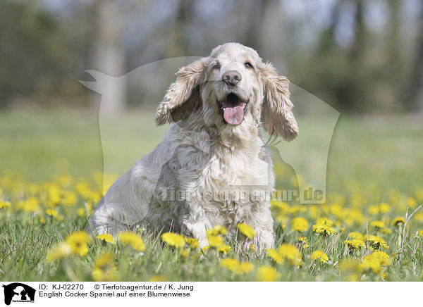 English Cocker Spaniel auf einer Blumenwiese / English Cocker Spaniel on a flower meadow / KJ-02270