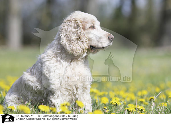 English Cocker Spaniel auf einer Blumenwiese / English Cocker Spaniel on a flower meadow / KJ-02271