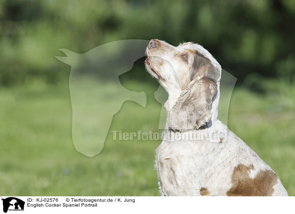 English Cocker Spaniel Portrait / KJ-02576