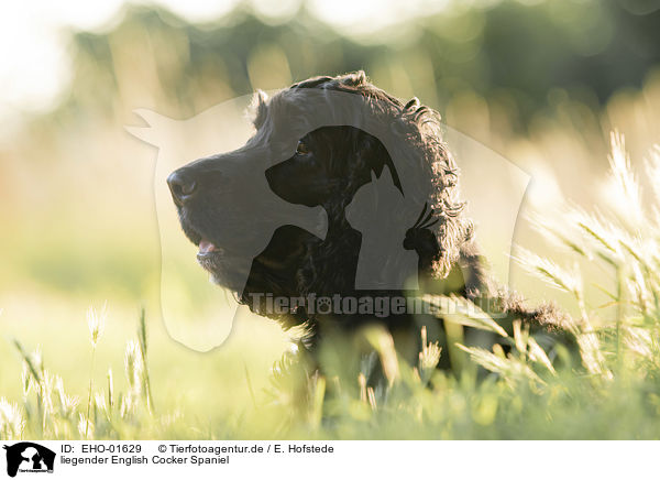 liegender English Cocker Spaniel / EHO-01629