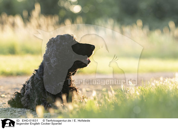 liegender English Cocker Spaniel / lying English Cocker Spaniel / EHO-01631