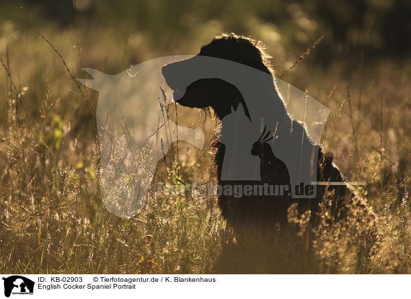 English Cocker Spaniel Portrait / KB-02903