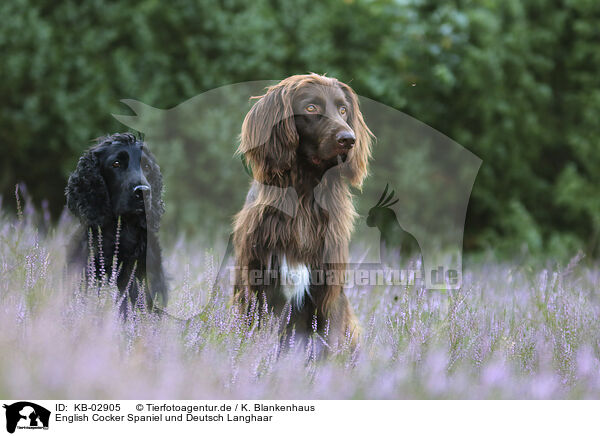 English Cocker Spaniel und Deutsch Langhaar / KB-02905