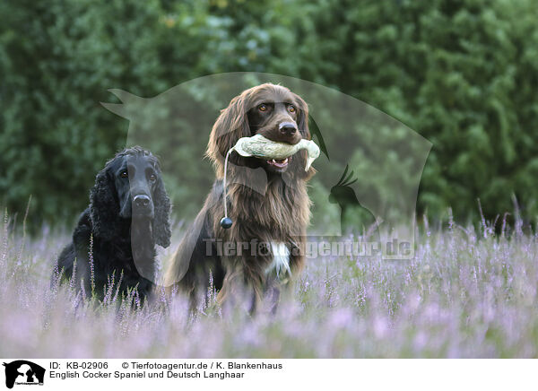 English Cocker Spaniel und Deutsch Langhaar / English Cocker Spaniel and German longhaired Pointer / KB-02906