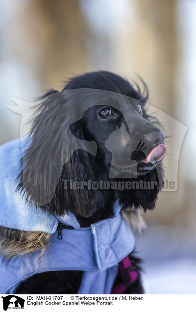 English Cocker Spaniel Welpe Portrait / MAH-01787