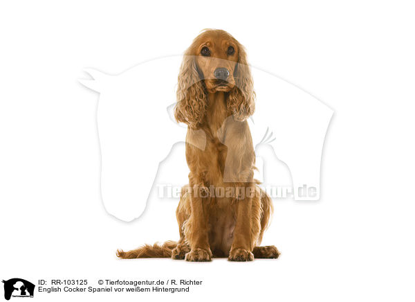 English Cocker Spaniel vor weiem Hintergrund / RR-103125