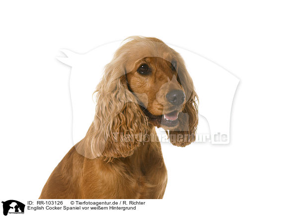 English Cocker Spaniel vor weiem Hintergrund / RR-103126