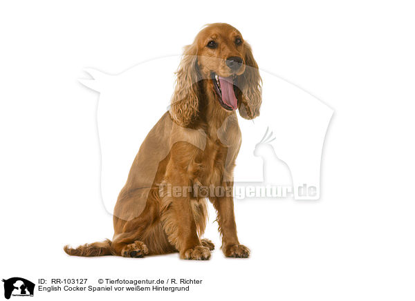 English Cocker Spaniel vor weiem Hintergrund / RR-103127