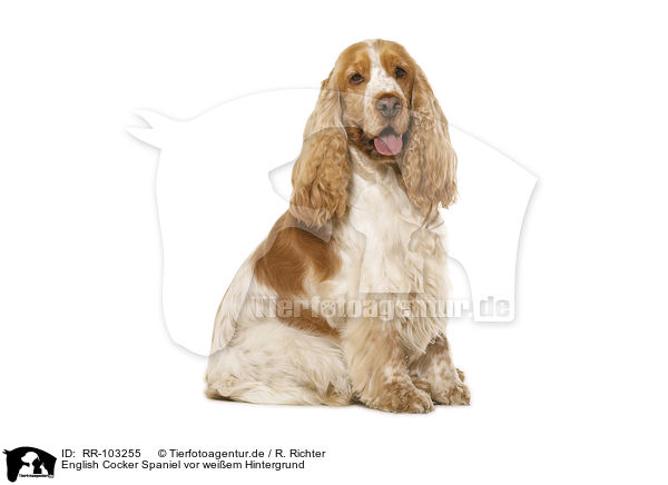 English Cocker Spaniel vor weiem Hintergrund / English Cocker Spaniel in front of white background / RR-103255