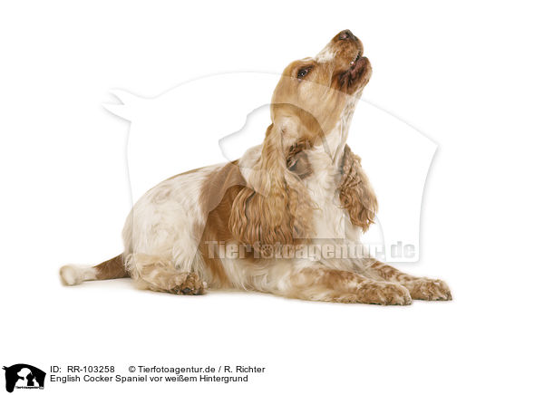 English Cocker Spaniel vor weiem Hintergrund / English Cocker Spaniel in front of white background / RR-103258