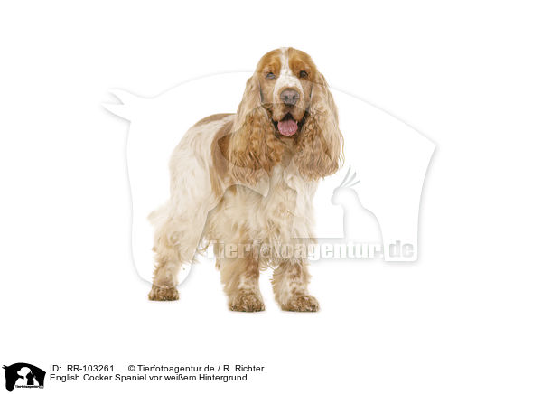 English Cocker Spaniel vor weiem Hintergrund / English Cocker Spaniel in front of white background / RR-103261