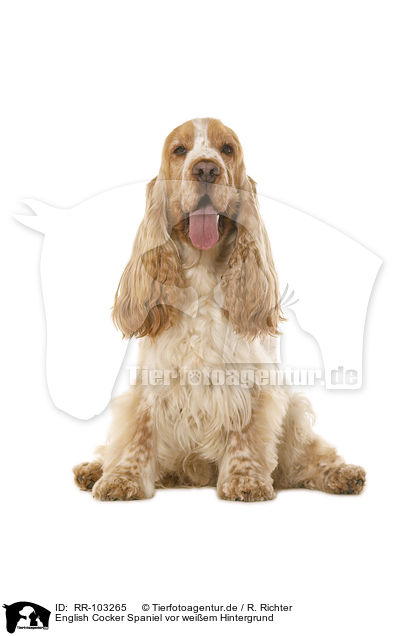 English Cocker Spaniel vor weiem Hintergrund / English Cocker Spaniel in front of white background / RR-103265