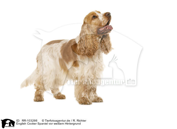 English Cocker Spaniel vor weiem Hintergrund / English Cocker Spaniel in front of white background / RR-103266