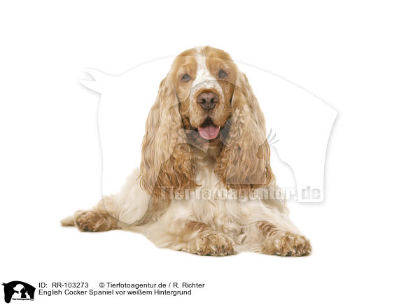 English Cocker Spaniel vor weiem Hintergrund / English Cocker Spaniel in front of white background / RR-103273