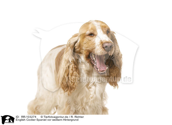 English Cocker Spaniel vor weiem Hintergrund / English Cocker Spaniel in front of white background / RR-103274