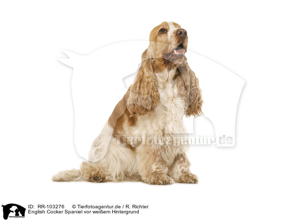 English Cocker Spaniel vor weiem Hintergrund / English Cocker Spaniel in front of white background / RR-103276