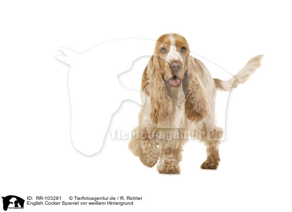 English Cocker Spaniel vor weiem Hintergrund / English Cocker Spaniel in front of white background / RR-103281