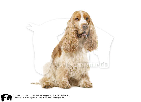 English Cocker Spaniel vor weiem Hintergrund / English Cocker Spaniel in front of white background / RR-103292