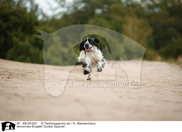 rennender English Cocker Spaniel / KB-06320