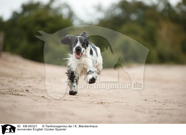 rennender English Cocker Spaniel / KB-06321