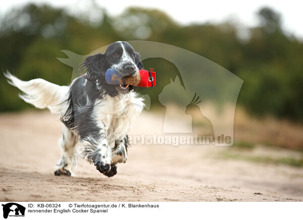 rennender English Cocker Spaniel / KB-06324