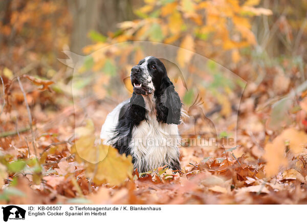 English Cocker Spaniel im Herbst / KB-06507
