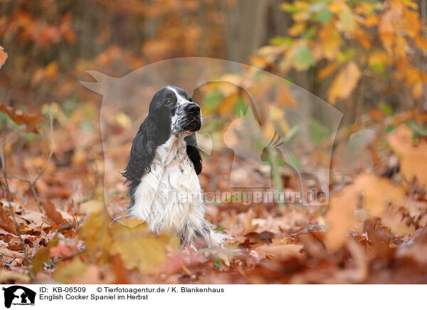 English Cocker Spaniel im Herbst / KB-06509