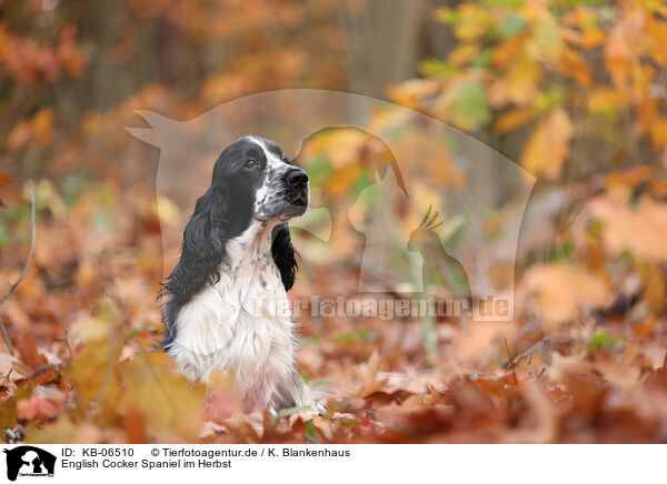 English Cocker Spaniel im Herbst / KB-06510