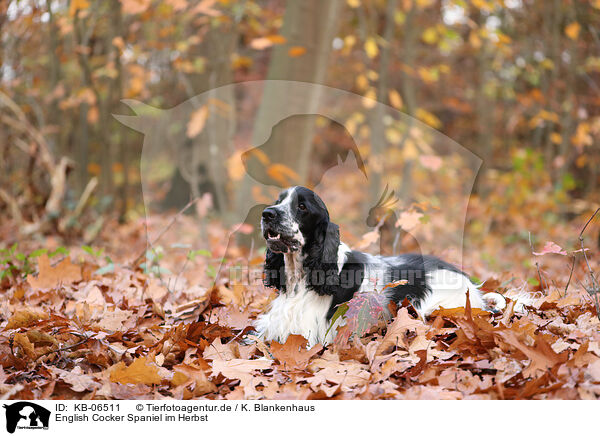 English Cocker Spaniel im Herbst / KB-06511
