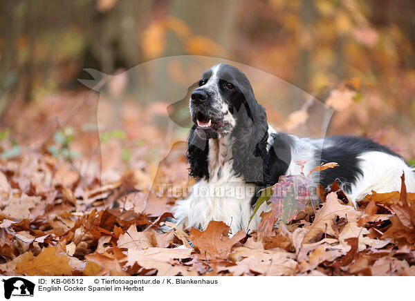 English Cocker Spaniel im Herbst / KB-06512