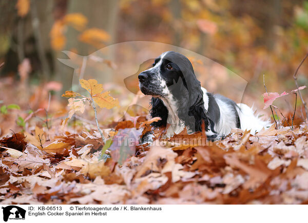 English Cocker Spaniel im Herbst / KB-06513