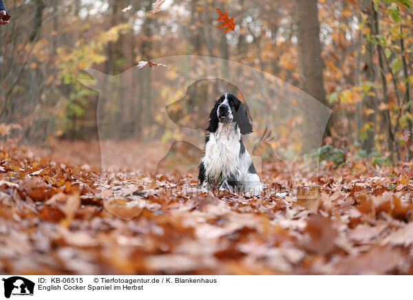 English Cocker Spaniel im Herbst / KB-06515