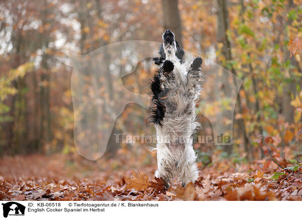 English Cocker Spaniel im Herbst / KB-06518